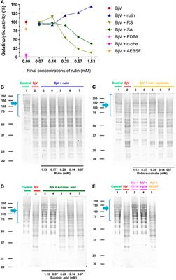 The Bioflavonoids Rutin and Rutin Succinate Neutralize the Toxins of B. jararaca Venom and Inhibit its Lethality